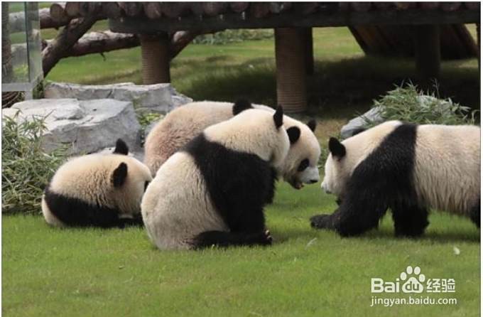 十種動物繁殖方法視頻【動物繁殖的奇妙世界】