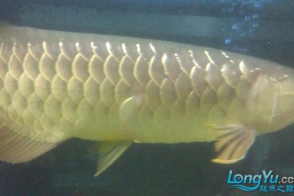 龍魚(yú)掉鱗能恢復(fù)和原來(lái)一樣嗎【龍魚(yú)掉鱗情況分析龍魚(yú)掉鱗能恢復(fù)原狀取決于多種因素】