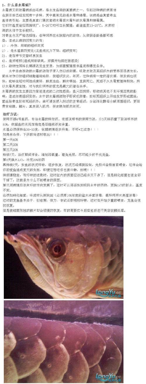 龍魚水霉病的癥狀圖片【如何判斷龍魚水霉病】