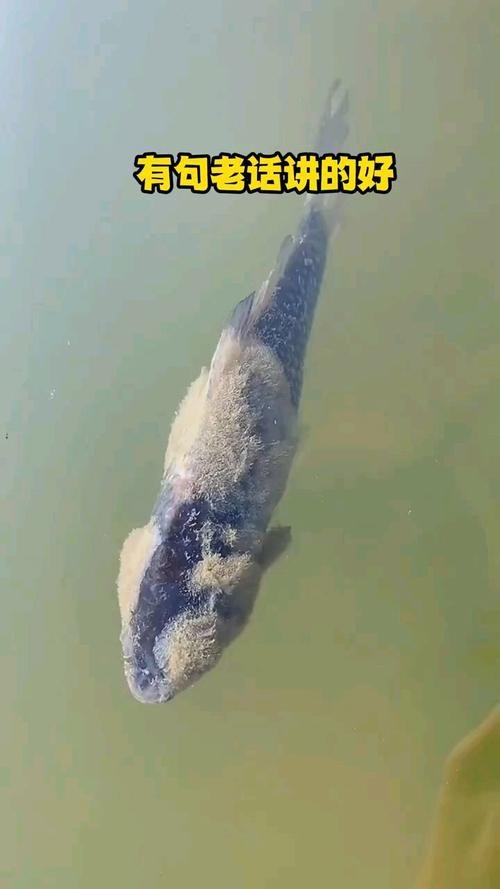 龍魚水霉病的癥狀圖片【如何判斷龍魚水霉病】
