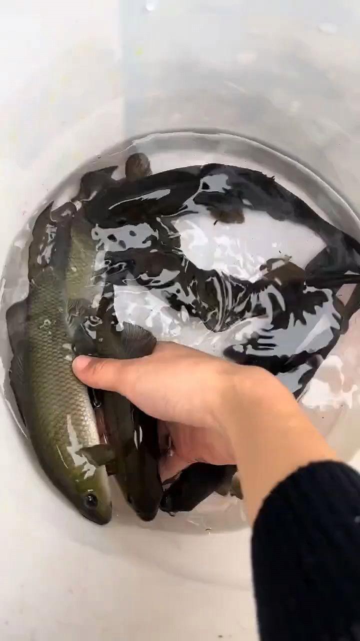 青龍棒為什么很少人養殖【青龍棒養殖困境】