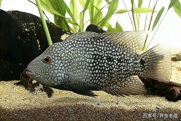 紅老虎魚適合養嗎【紅老虎魚怎么養？】