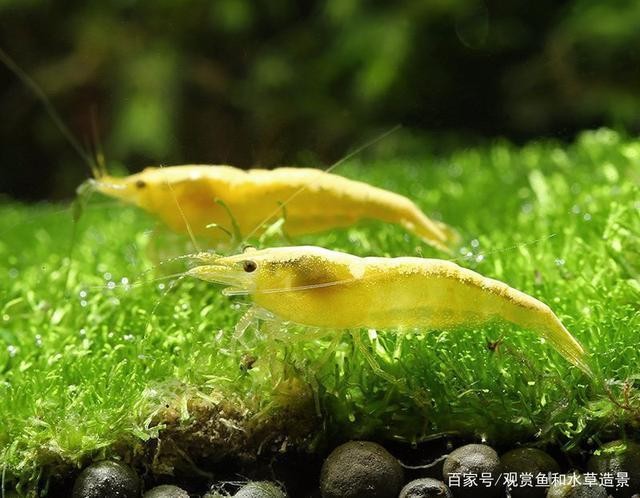 八步旭日水族器材經營部【八步旭日水族器材】