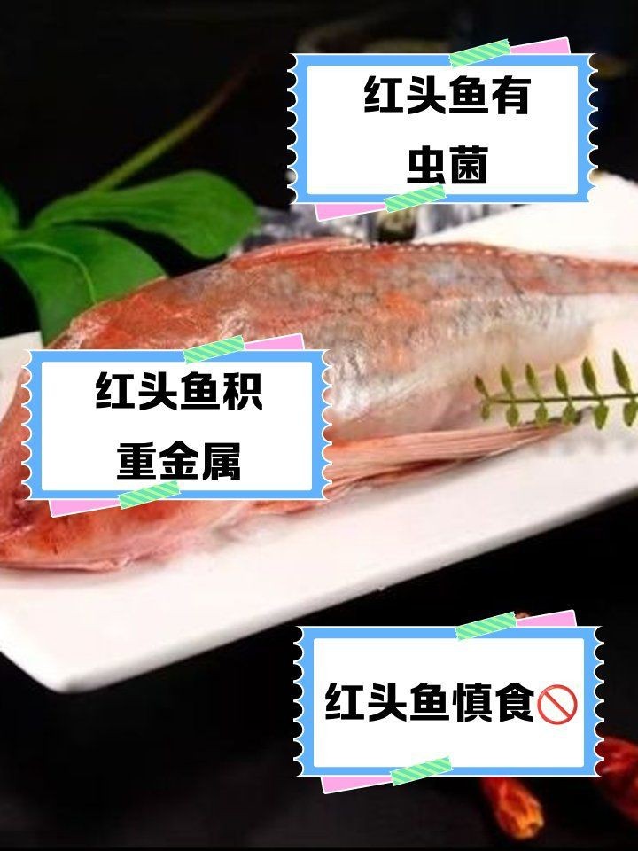 紅頭魚最大的害處【紅頭魚為何盡量少吃這五種魚釣到也不要舍不得去吃】
