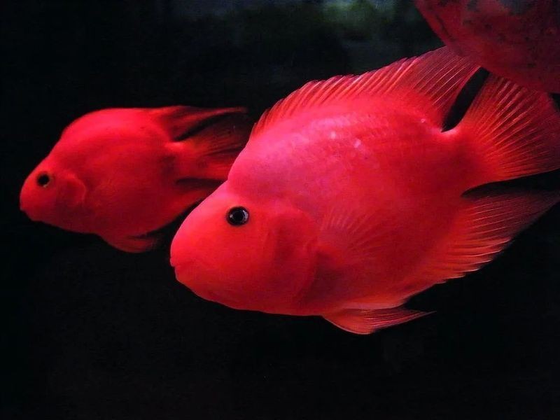 紅財神魚產卵全過程【紅財神魚（血鸚鵡魚與七彩神仙魚雜交品種）產卵全過程的詳細解析】