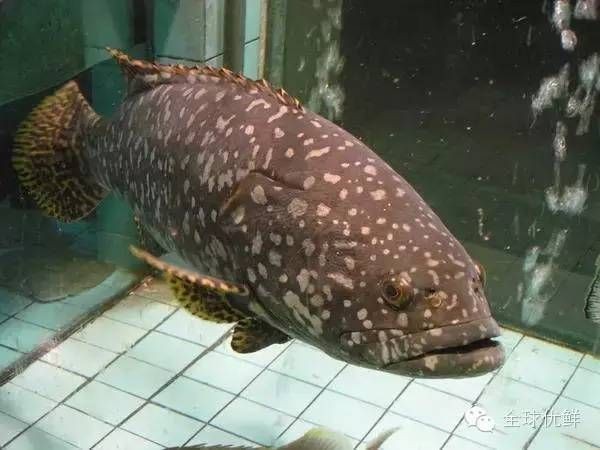 海里100種魚名字【16種常見海水魚類圖譜大全(推薦】