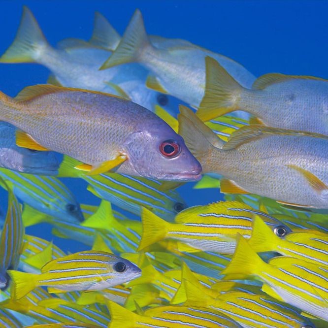 海里100種魚名字【16種常見海水魚類圖譜大全(推薦】
