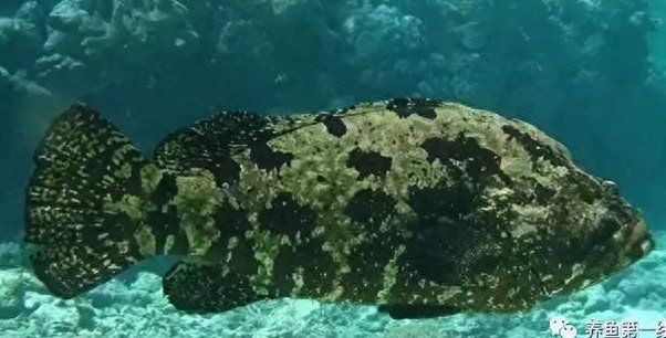 海里100種魚名字【16種常見海水魚類圖譜大全(推薦】