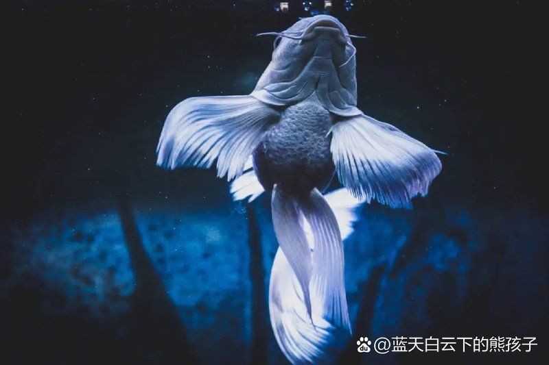 蝴蝶鯉返祖魚特征【揭秘蝴蝶鯉的返祖現象】