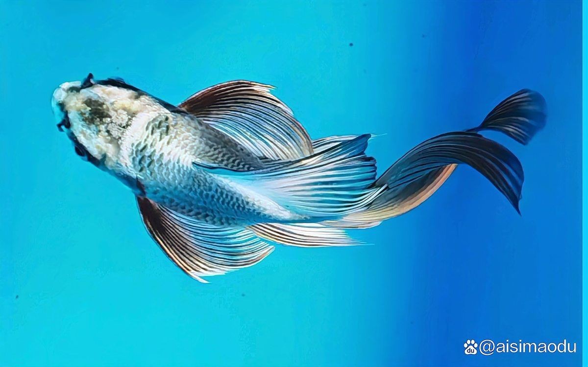 蝴蝶鯉返祖魚特征【揭秘蝴蝶鯉的返祖現象】