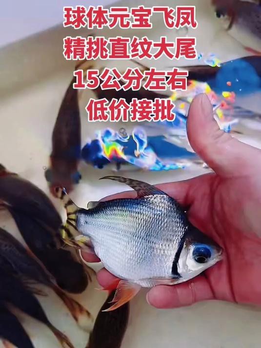 飛鳳魚活體直紋花紋【直紋飛鳳的生物學意義】