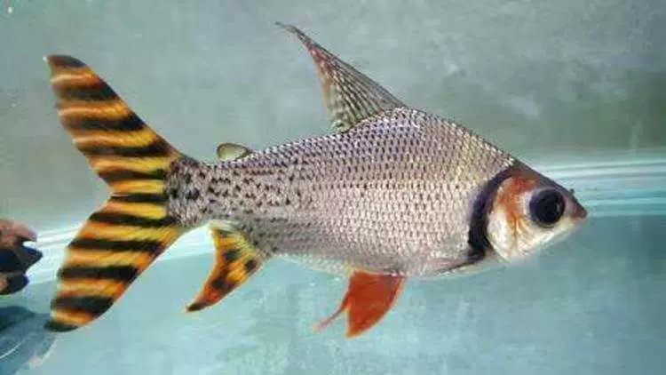 飛鳳魚活體直紋花紋【直紋飛鳳的生物學意義】