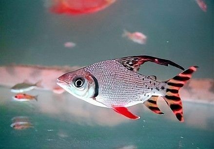 飛鳳魚活體直紋花紋【直紋飛鳳的生物學意義】