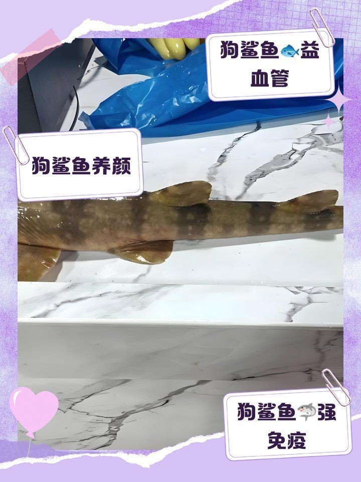 狗魦魚的功效和作用