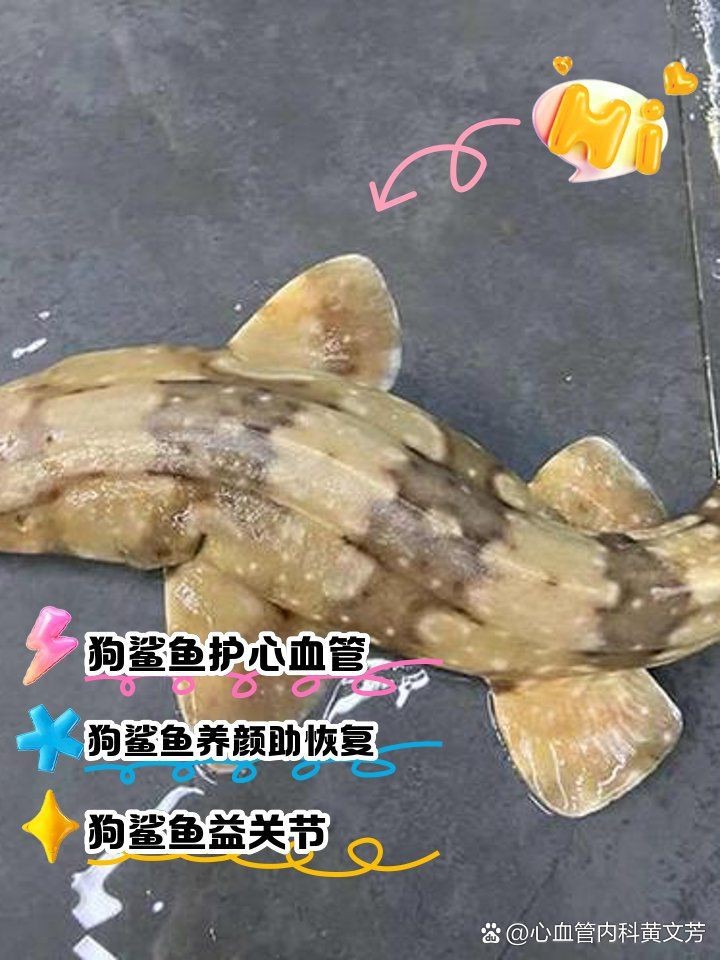 狗魦魚的功效和作用