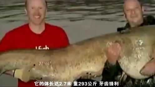 食人鯰吞人視頻【\