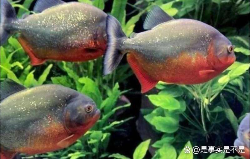 食人鯰吞人視頻【\