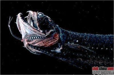 新賓滿族自治縣永陵曉林水族館（滎陽天倫大道）【新賓游客可以縣,永陵曉林水族館,滎陽天倫大道】