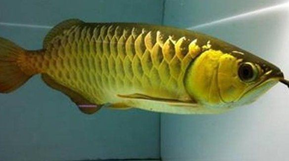詳細閱讀:過背金龍魚還有蛋黃怎么辦【當過背金龍產(chǎn)卵后應立即采取以下措施:蛋黃投喂后水質(zhì)管理】 過背金龍魚還有蛋黃怎么辦【當過背金龍產(chǎn)卵后應立即采取以下措施:蛋黃投喂后水質(zhì)管理】