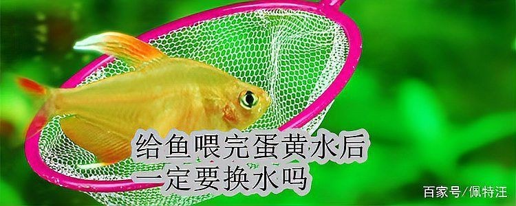 過背金龍魚還有蛋黃怎么辦【當過背金龍產卵后應立即采取以下措施：蛋黃投喂后水質管理】