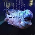 詳細閱讀:過背金龍魚還有蛋黃怎么辦【當過背金龍產(chǎn)卵后應立即采取以下措施:蛋黃投喂后水質(zhì)管理】 過背金龍魚還有蛋黃怎么辦【當過背金龍產(chǎn)卵后應立即采取以下措施:蛋黃投喂后水質(zhì)管理】
