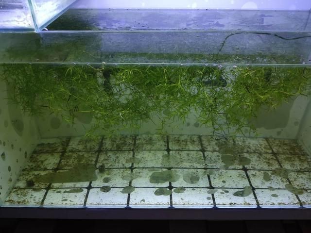 詳細閱讀:過背金龍魚還有蛋黃怎么辦【當過背金龍產(chǎn)卵后應立即采取以下措施:蛋黃投喂后水質(zhì)管理】 過背金龍魚還有蛋黃怎么辦【當過背金龍產(chǎn)卵后應立即采取以下措施:蛋黃投喂后水質(zhì)管理】