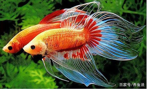 紅寶石魚咬架是怎么回事【紅寶石魚為什么會咬架】