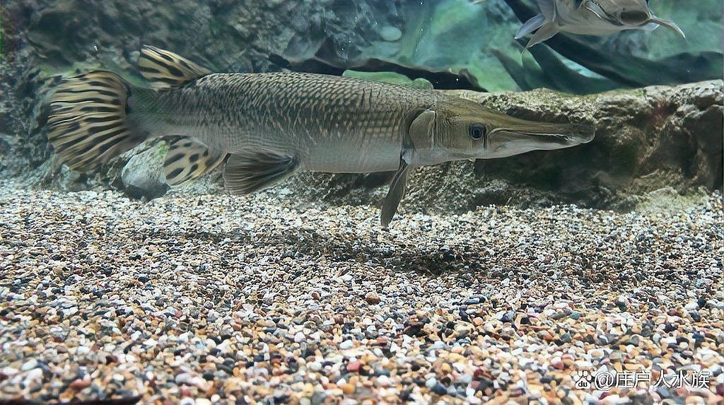 紅寶石魚咬架是怎么回事【紅寶石魚為什么會咬架】