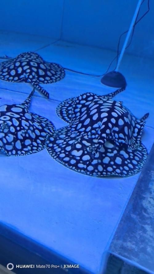 魟魚血統(tǒng)鑒定方法圖片【皇冠黑白魟的特征及種類】