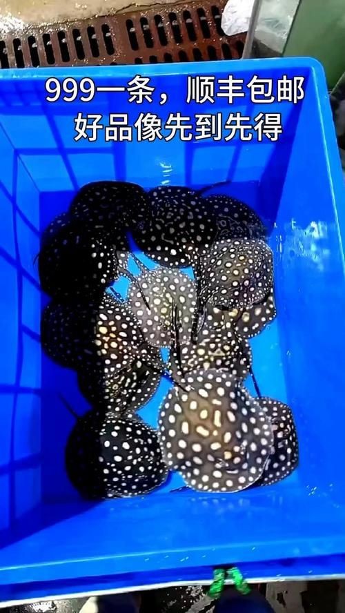 魟魚血統(tǒng)鑒定方法圖片【皇冠黑白魟的特征及種類】