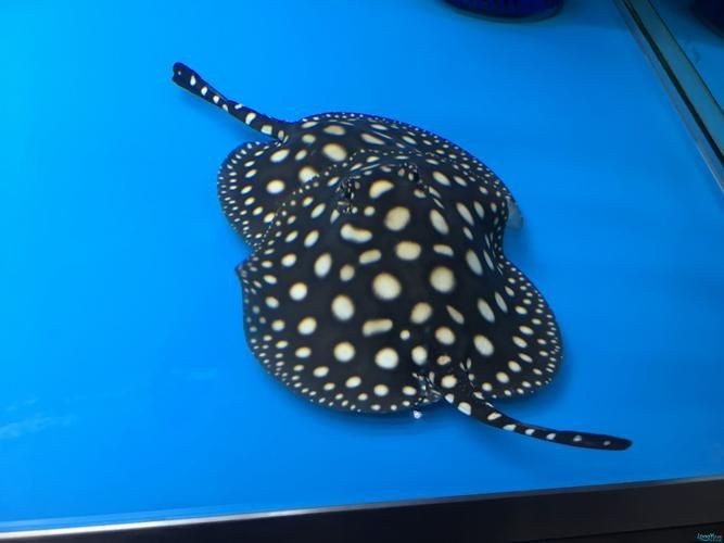 魟魚血統(tǒng)鑒定方法圖片【皇冠黑白魟的特征及種類】