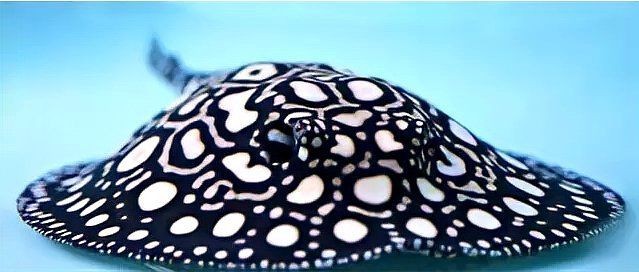 魟魚血統(tǒng)鑒定方法圖片【皇冠黑白魟的特征及種類】