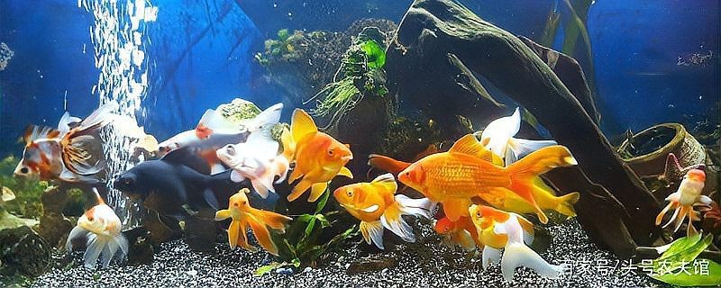 普通魚缸用什么燈比較好【我的魚缸用什么燈最合適】