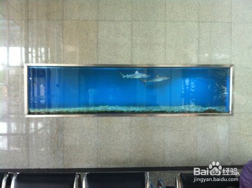 靈壽縣龍飛水族館（靈壽縣龍飛水族館電話）【河北石家莊靈壽縣龍飛水族館，海洋生態保護水生物展覽】