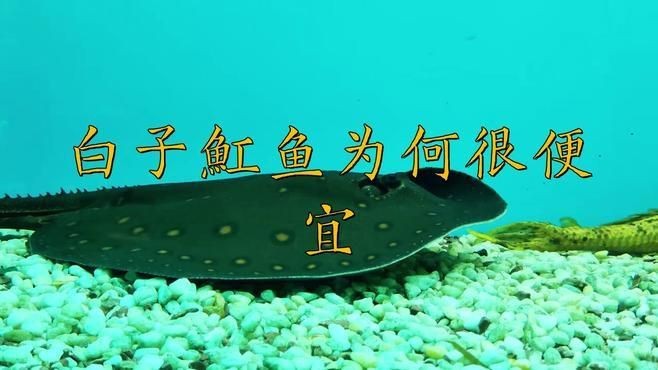 魟魚什么品種最貴【淡水魟魚價格一般多少錢一對】