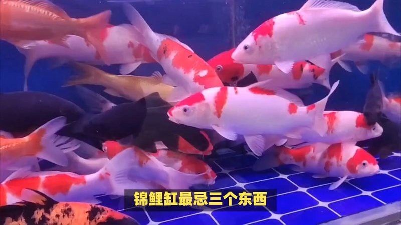 龍擺件放魚缸里最忌三種東西【關于龍擺件放置魚缸的風水禁忌】