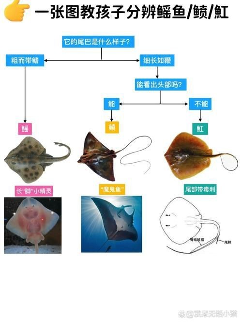 魟魚和鰩魚圖片對比（[需手動填充]魚和鰩魚的區別）