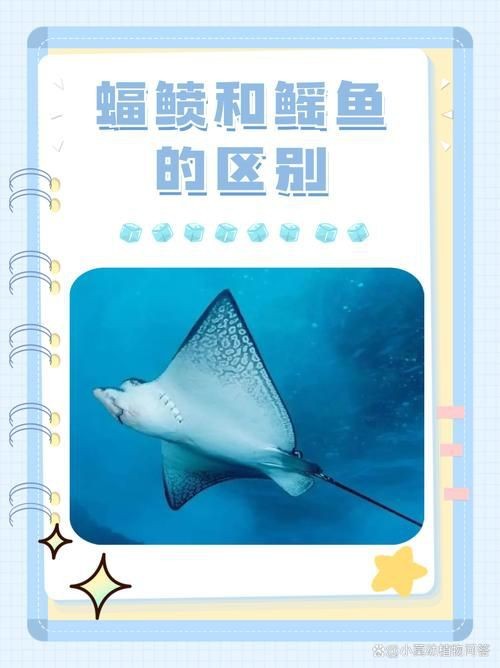 魟魚和鰩魚圖片對比（[需手動填充]魚和鰩魚的區別）