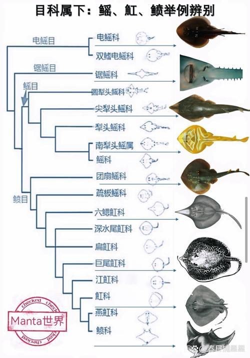 魟魚和鰩魚圖片對比（[需手動填充]魚和鰩魚的區別）
