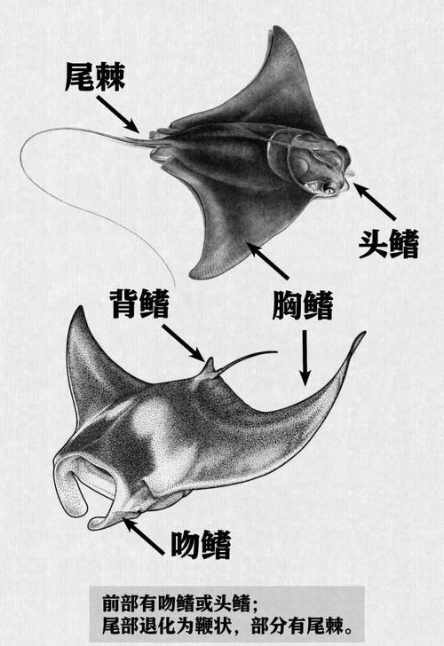 魟魚和鰩魚圖片對比（[需手動填充]魚和鰩魚的區別）