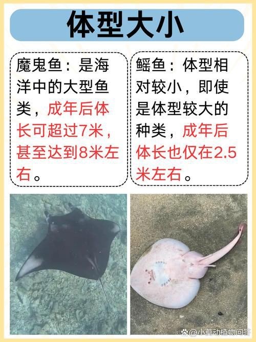 魟魚和鰩魚圖片對比（[需手動填充]魚和鰩魚的區別）