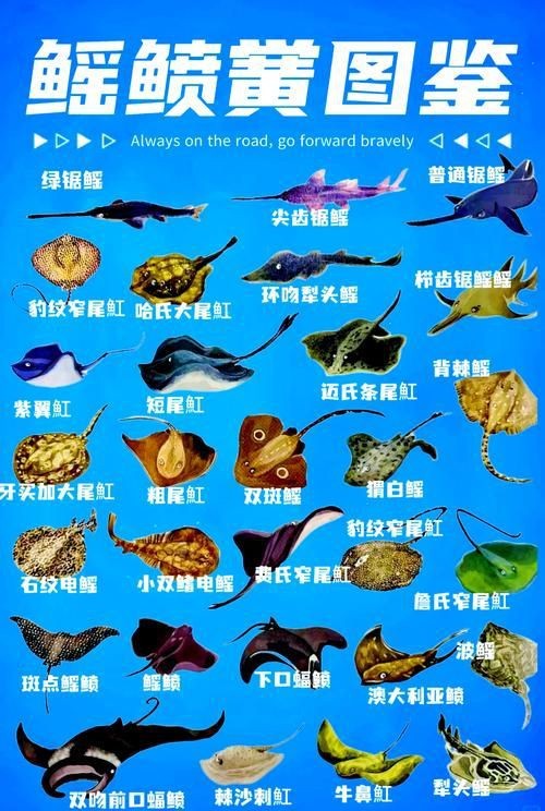 魟魚和鰩魚圖片對比（[需手動填充]魚和鰩魚的區別）