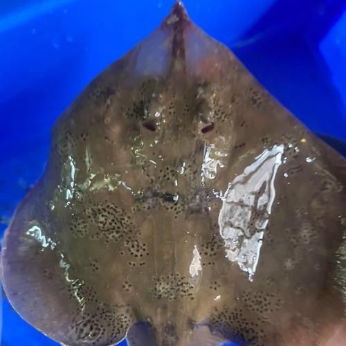 魟魚和鰩魚圖片對比（[需手動填充]魚和鰩魚的區別）