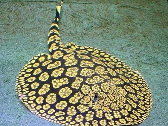 魟魚和鰩魚圖片對比（[需手動填充]魚和鰩魚的區別）