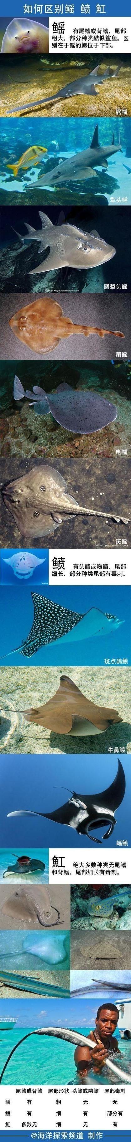 魟魚和鰩魚圖片對比（[需手動填充]魚和鰩魚的區別）