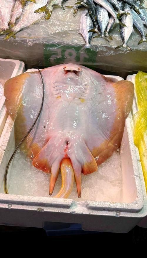 魟魚和鰩魚圖片對比（[需手動填充]魚和鰩魚的區別）