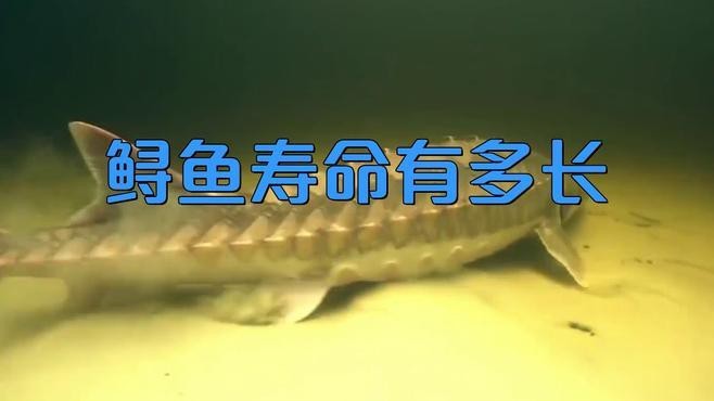 如何延長鱘龍魚的壽命？（延長鱘龍魚的壽命需結合科學飼養與環境管理）