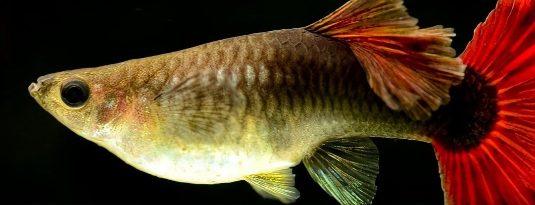龍魚缸過濾是否可以放珊瑚骨（珊瑚骨在魚缸過濾一般起到什么作用）