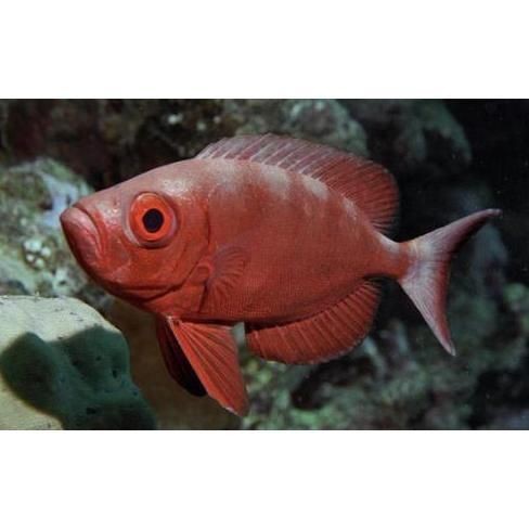 紅大眼魚的介紹（紅大眼魚是什么魚？）