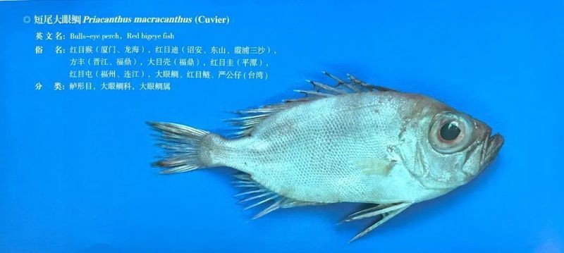 金龍魚幼苗需要哪些設備，金龍魚幼苗養殖設備清單